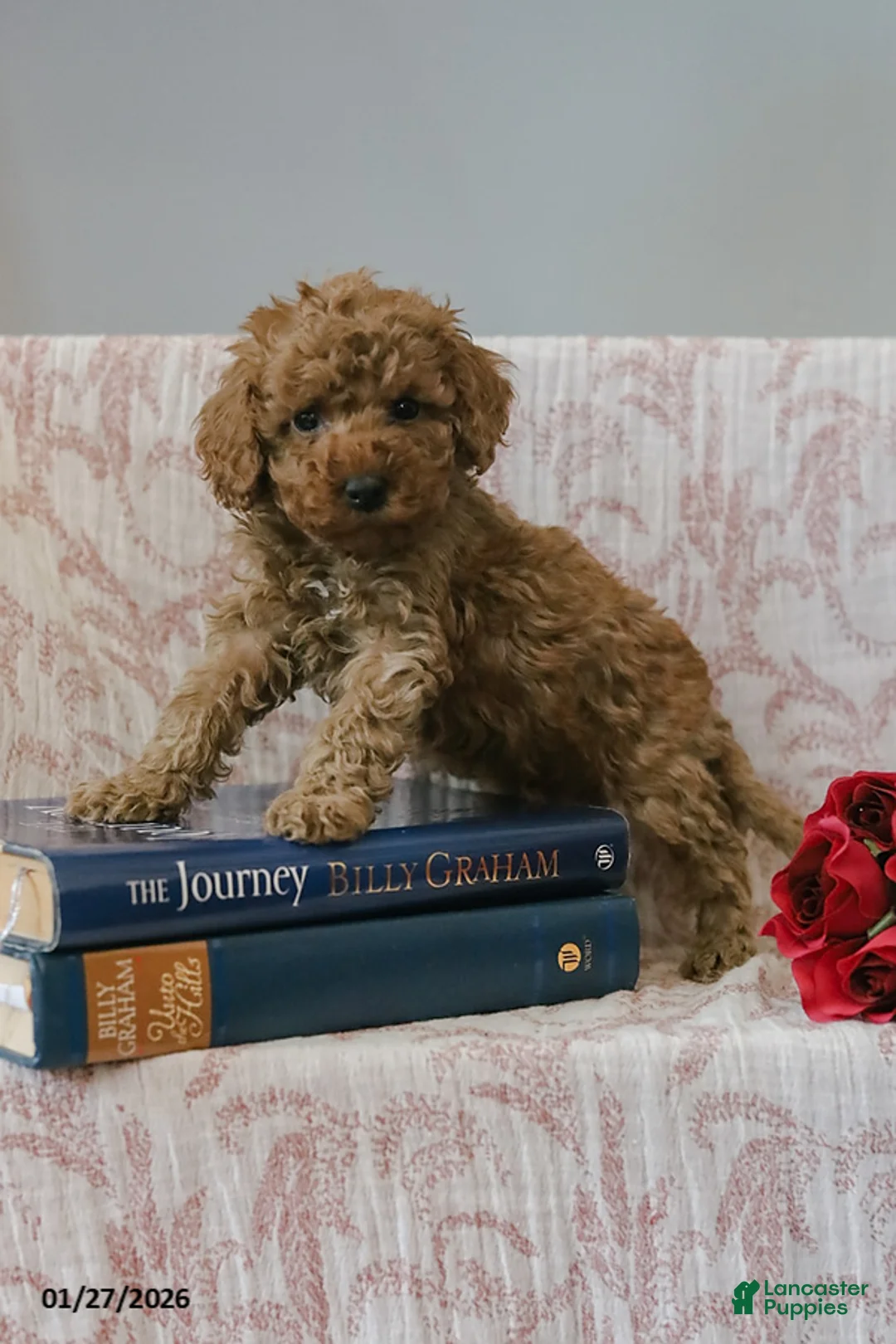 Cockapoo dogs for sale: Jared - Ad 5