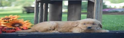 Golden Retriever dogs for sale: Prescott - Ad 5