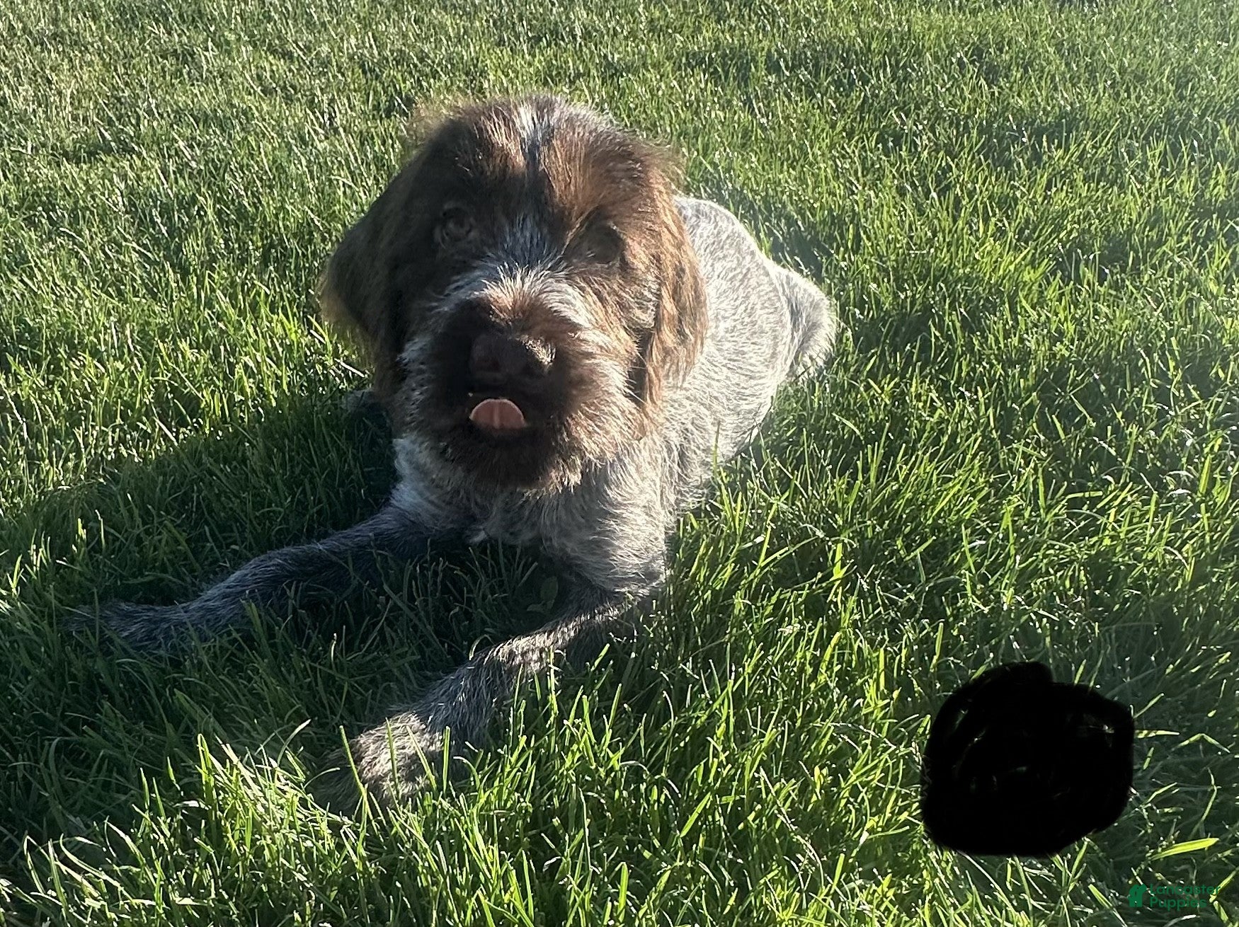 Wirehaired Pointing Griffon dogs Wirehaired Pointing Griffon; "Black Collar". - Ad 5