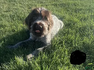 Wirehaired Pointing Griffon dogs Wirehaired Pointing Griffon; "Black Collar". - Ad 5