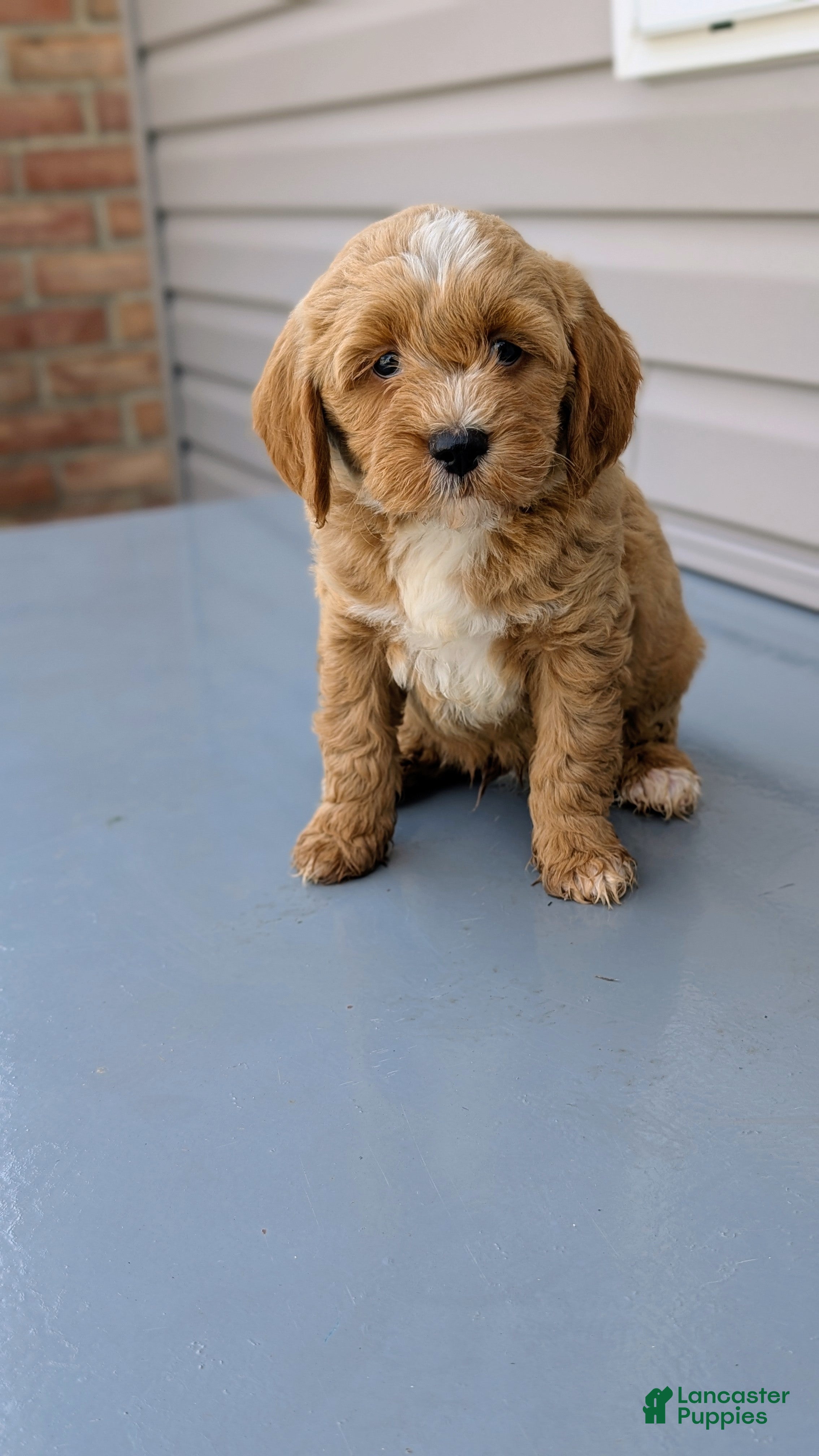 Mini Goldendoodle dogs Rocky - Ad 2