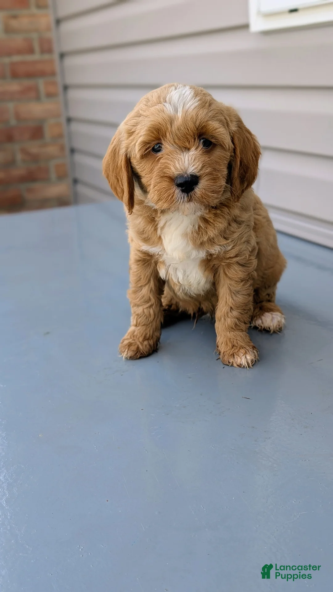 Mini Goldendoodle dogs for sale: Rocky - Ad 2