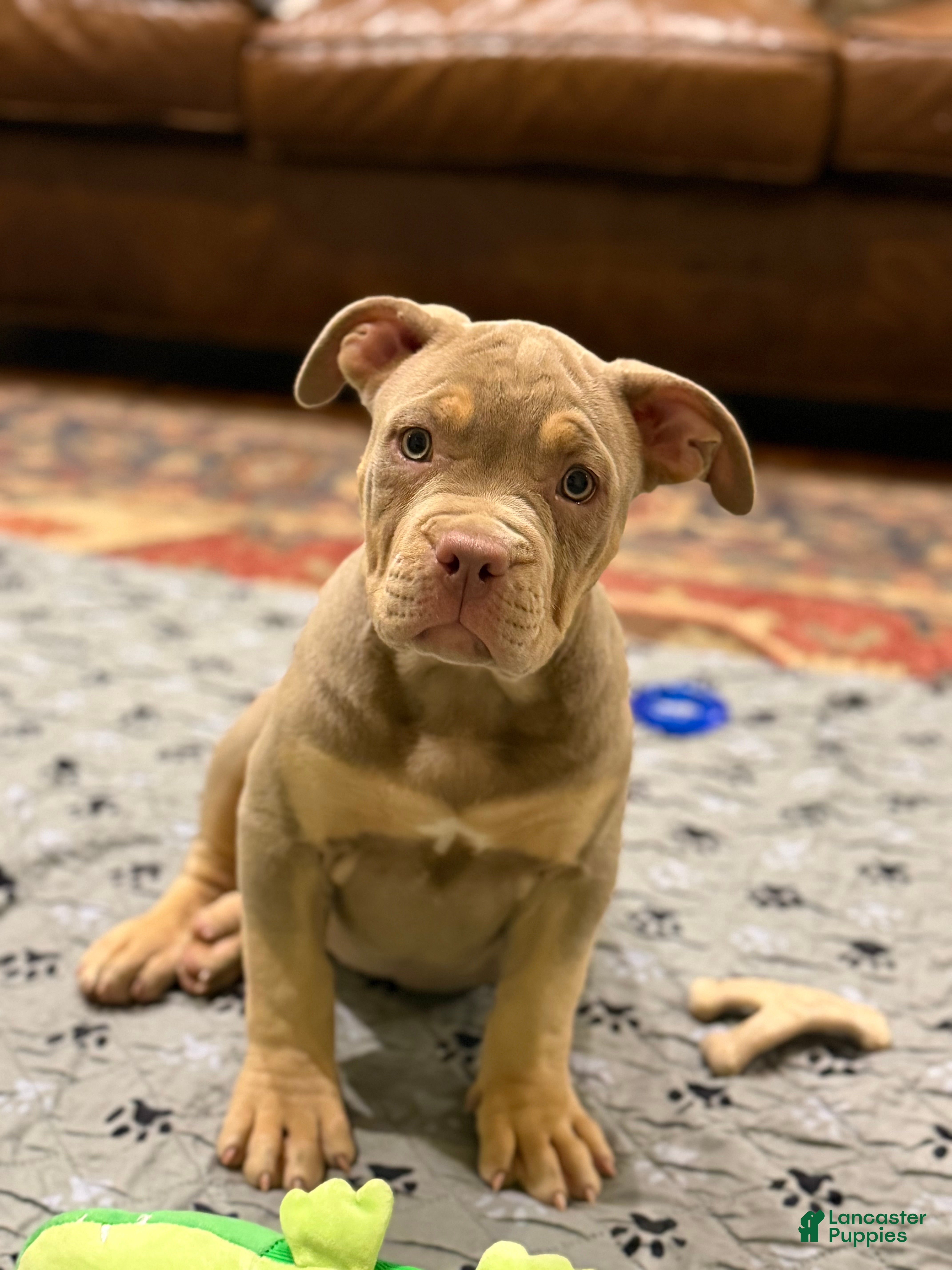 American Bully dogs for sale: Milly - Ad 1
