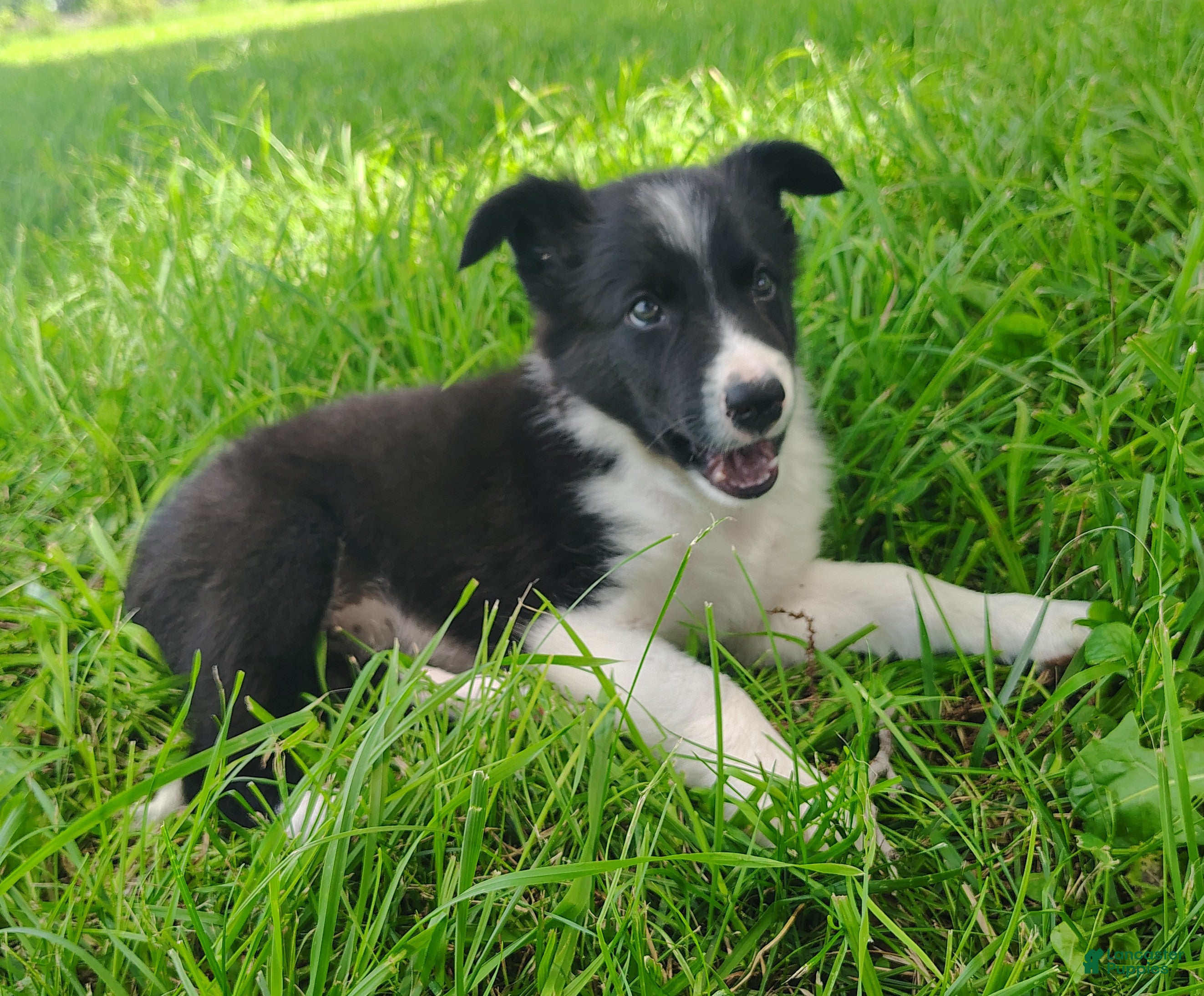 Border Collie dogs Wendy - Ad 2
