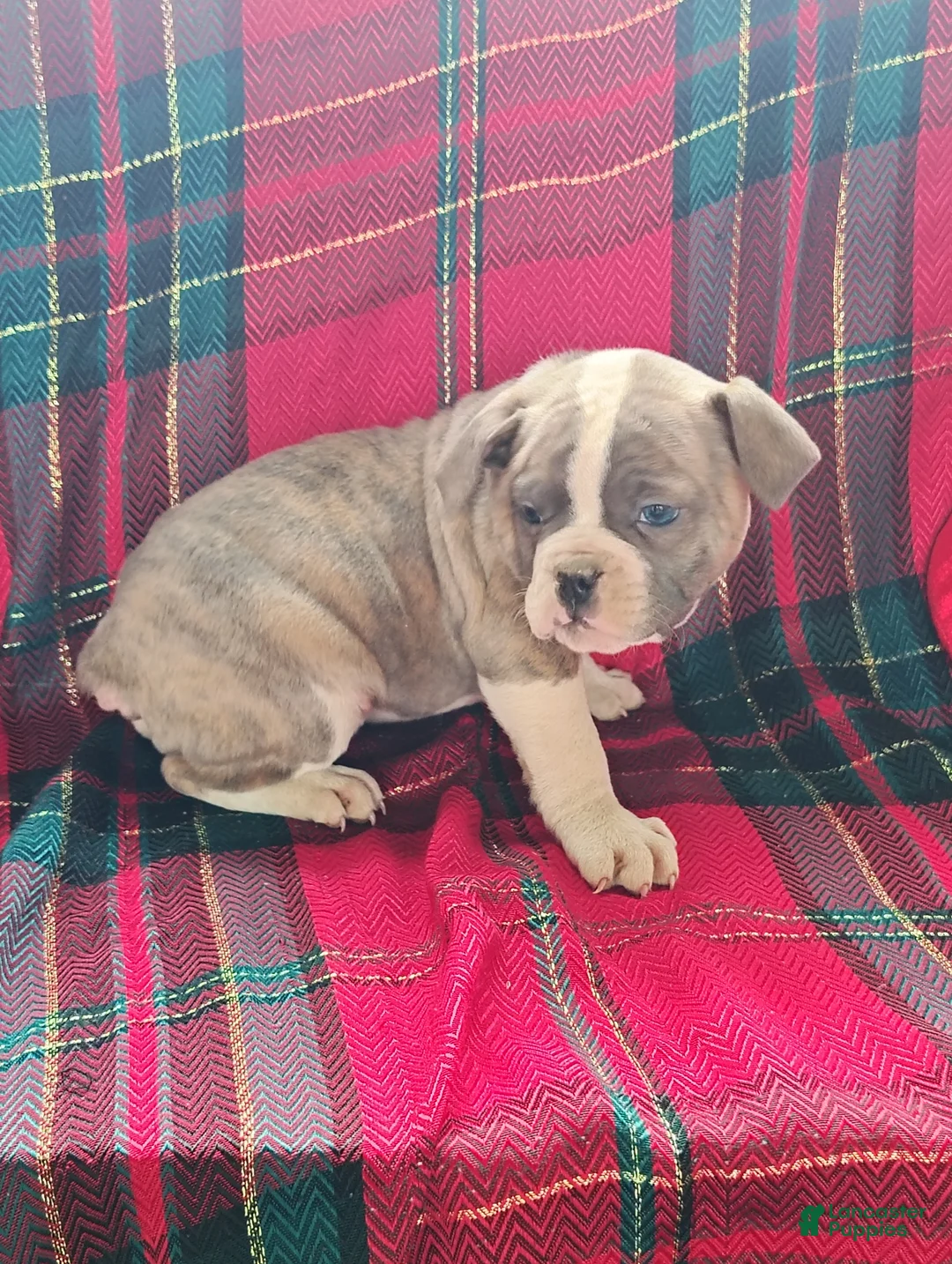 Olde English Bulldogge dogs for sale: Rosalie  - Ad 4