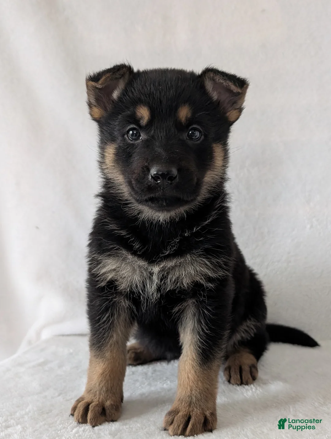 German Shepherd dogs for sale: Lucy - Ad 3