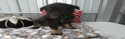 German Shepherd dogs for sale: German Shepherd 1 Starsky - Ad 3