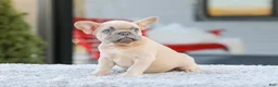 French Bulldog dogs for sale: Digger - Ad 3