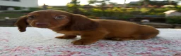 Miniature Dachshund dogs for sale: Nico - Ad 2