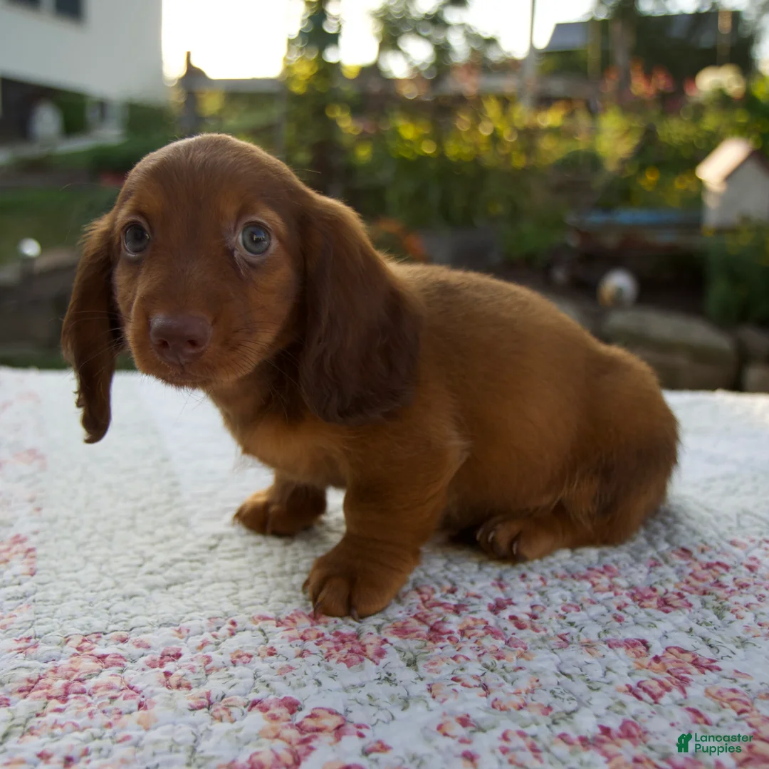 Miniature Dachshund dogs for sale: Nico - Ad 2
