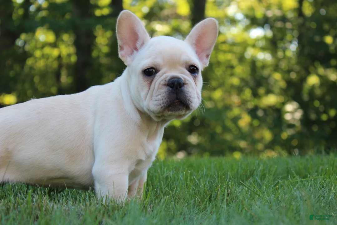 French Bulldog dogs for sale: Birch - Ad 2