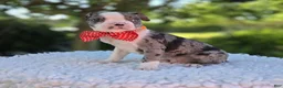Boston Terrier dogs for sale: Duke - Ad 6