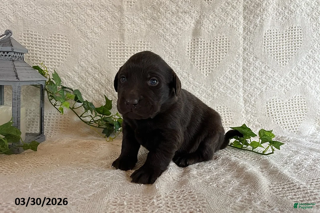 Labrador Retriever dogs for sale: Rita - Ad 3