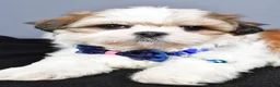 Shih Tzu dogs for sale: Manny - Ad 5