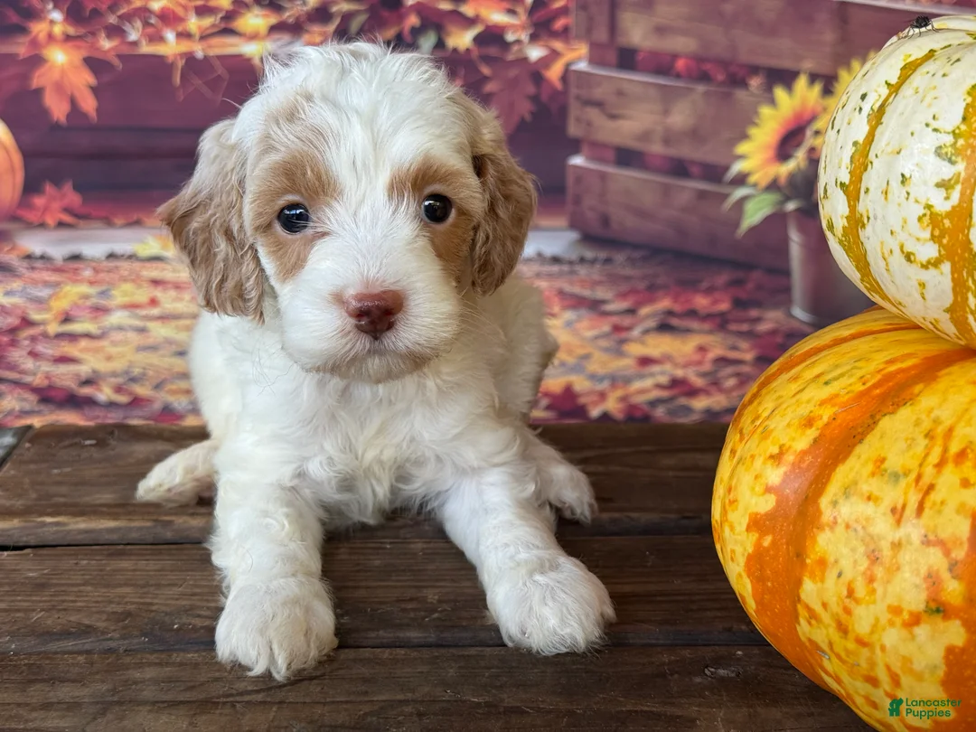 Cockapoo dogs for sale: Ruby - Ad 12
