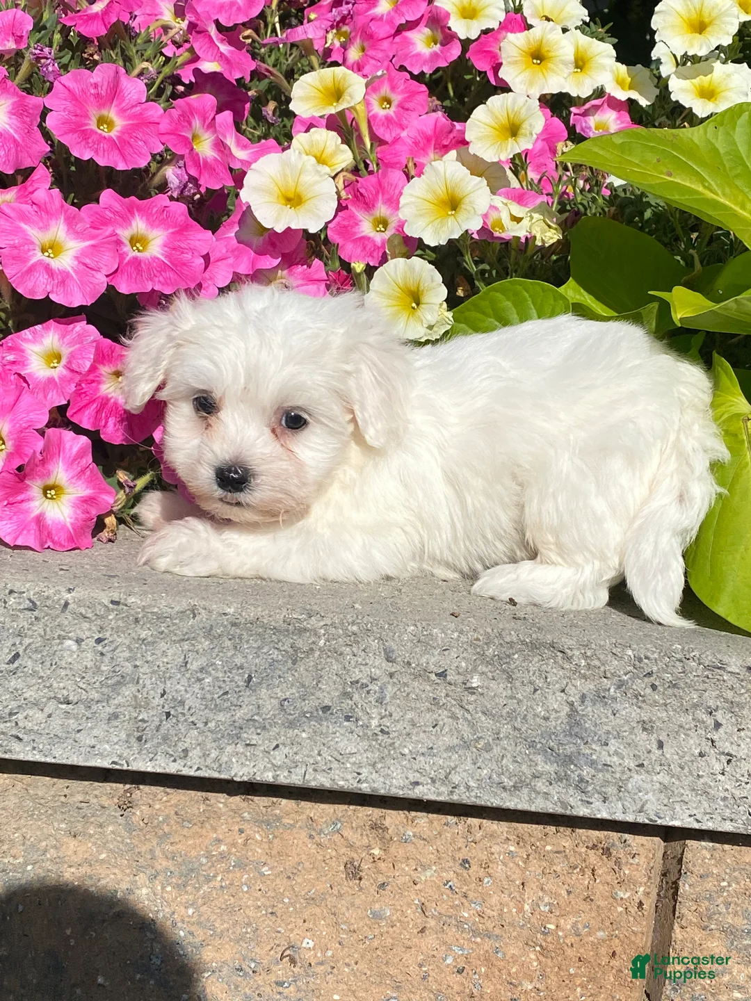 Coton De Tulear dogs for sale: Clifton  - Ad 3