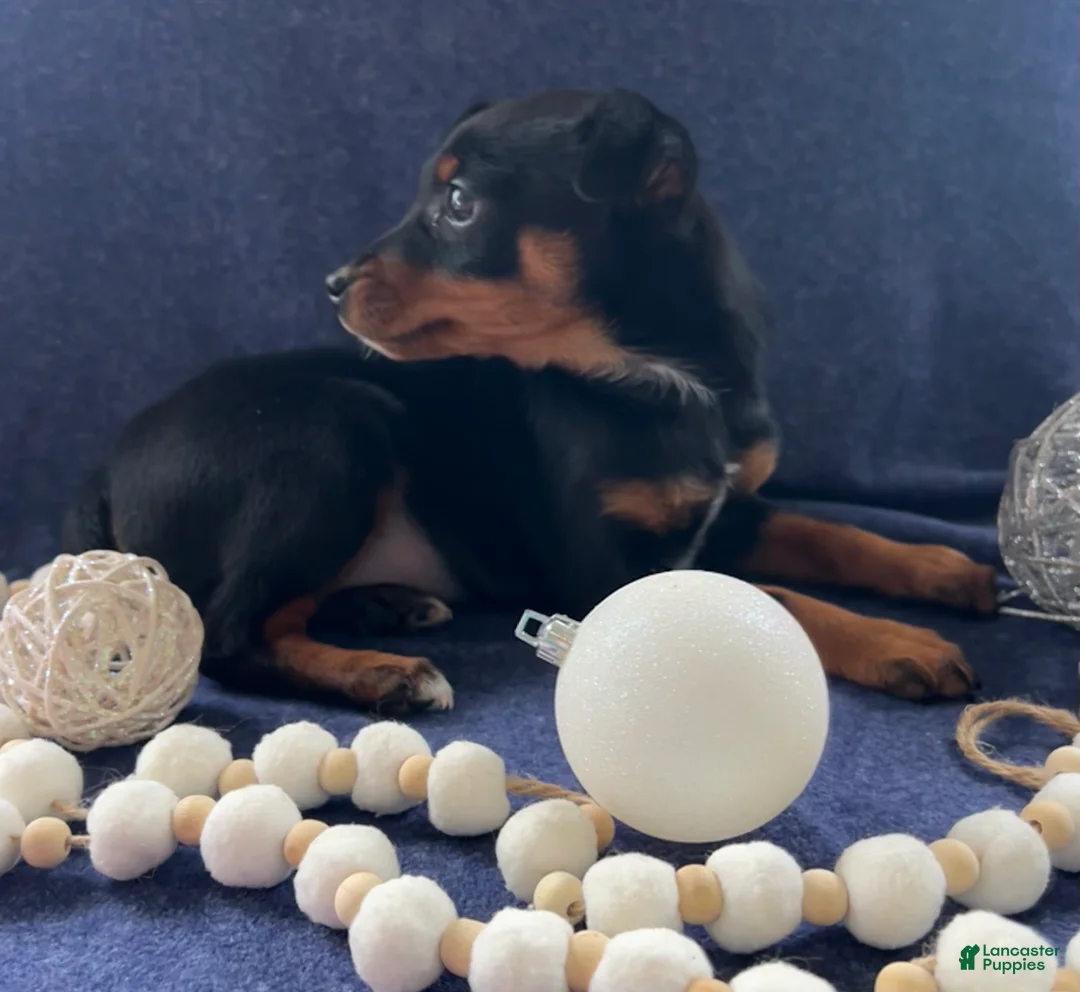 Miniature Pinscher dogs for sale: Megan - Ad 4