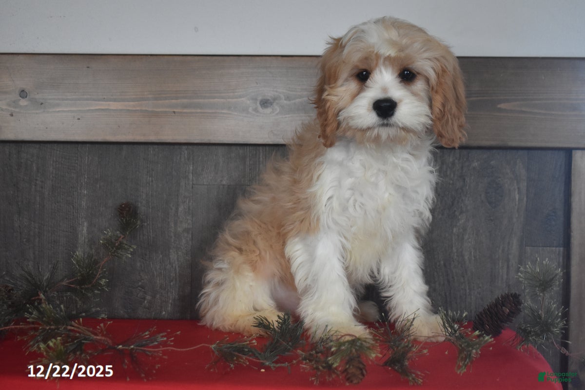 Cavapoo dogs Harvey - Ad 2