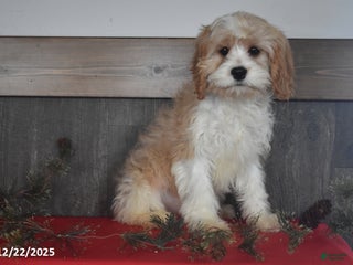 Cavapoo dogs Harvey - Ad 2