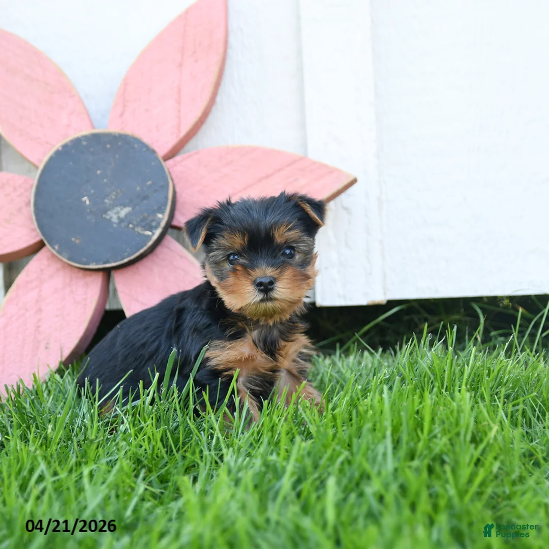 Yorkshire Terrier dogs for sale: Cody - Ad 1