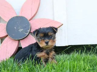 Yorkshire Terrier dogs for sale: Cody - Ad 2