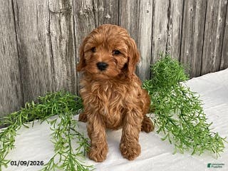 Cavapoo dogs Tanner - Ad 15