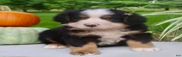 Bernese Mountain Dog dogs for sale: Theo - Ad 3