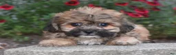 Teddy Bear dogs for sale: Asher - Ad 9