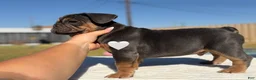 French Bulldog dogs for sale: Zeus French Bulldog  - Ad 3