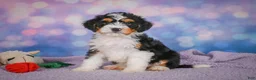 Mini Bernedoodle dogs for sale: Sasha - Ad 4