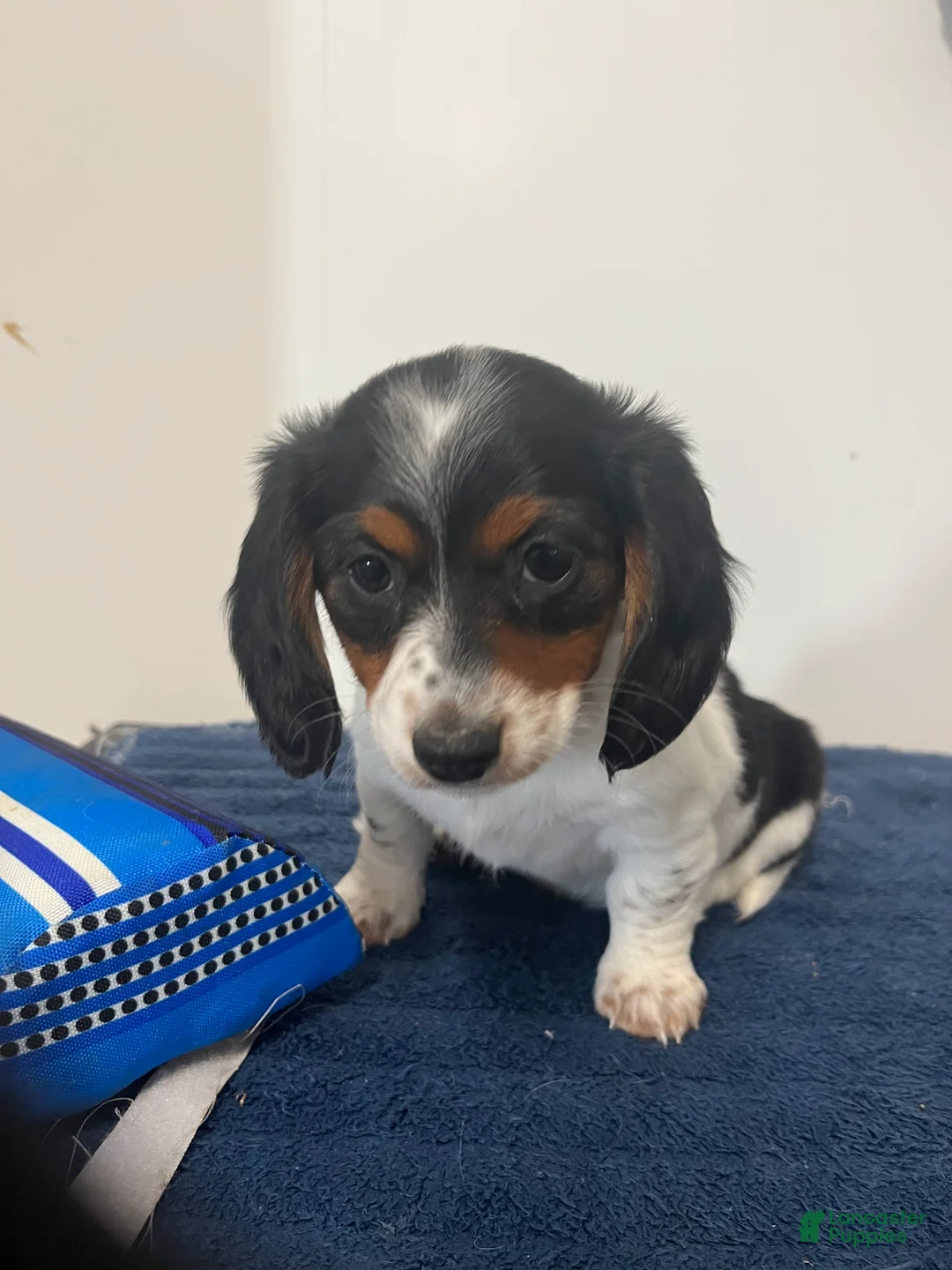 Miniature Dachshund dogs for sale: Ginny - Ad 2