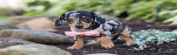 Miniature Dachshund dogs for sale: Stella - Ad 4