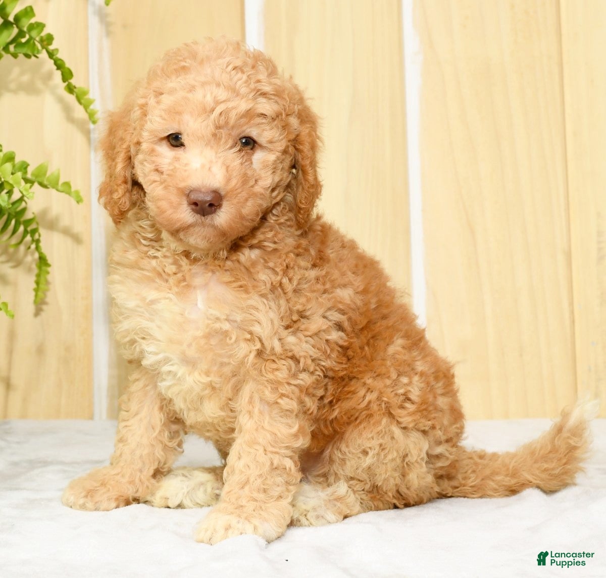 Apricot Mini Labradoodle Dog Apricot Miniature Labradoodle Puppies