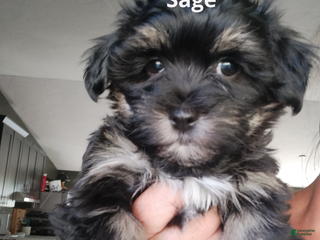 Havanese dogs Sage - Ad 21