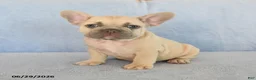 French Bulldog dogs for sale: Orlando - Ad 3