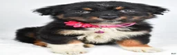 Australian Shepherd dogs for sale: Eclipse  - Ad 7