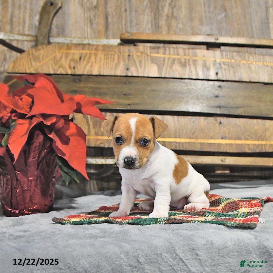 Jack Russell Terrier dogs Tinsley - Ad 7