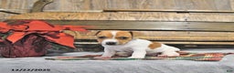 Jack Russell Terrier dogs for sale: Tinsley - Ad 1