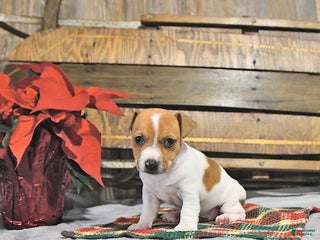 Jack Russell Terrier dogs Tinsley - Ad 7