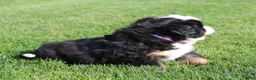 Bernese Mountain Dog dogs for sale: Willow - Ad 4