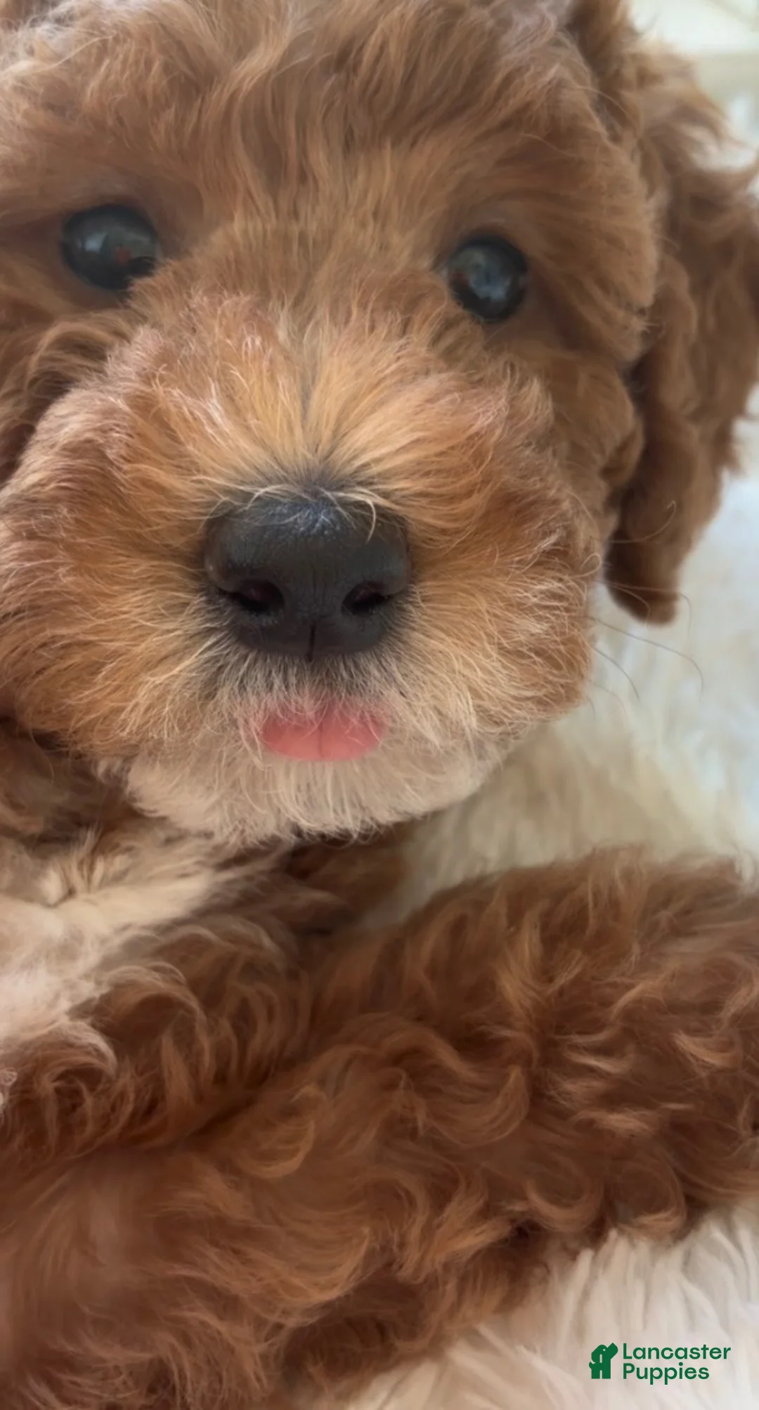 Double Doodle dogs for sale: To be Decided - Ad 1