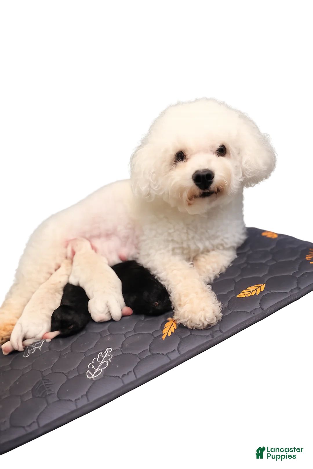 Bichpoo dogs for sale: Luna - Ad 3