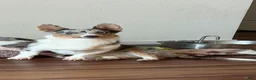 Welsh Corgi Pembroke dogs for sale: Welsh Corgi Pembroke 3 - Ad 4