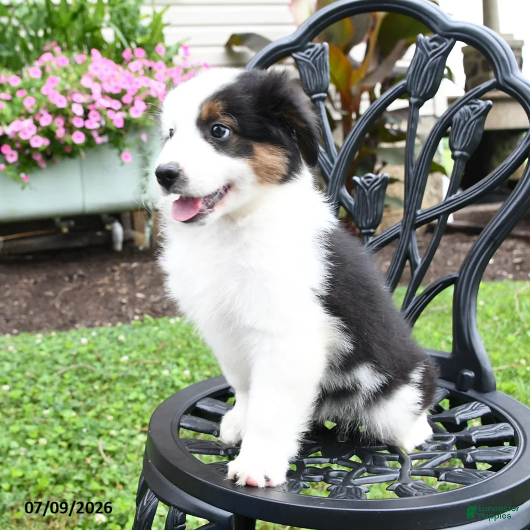 Miniature Australian Shepherd dogs for sale: Trinity - Ad 2