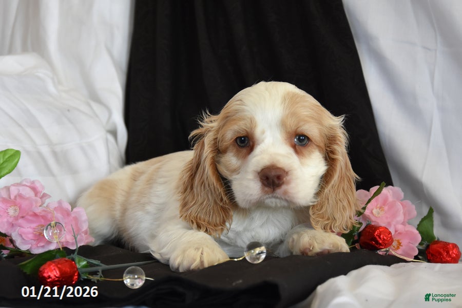 Cocker Spaniel dogs Valentine - Ad 2