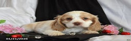 Cocker Spaniel dogs for sale: Valentine - Ad 1