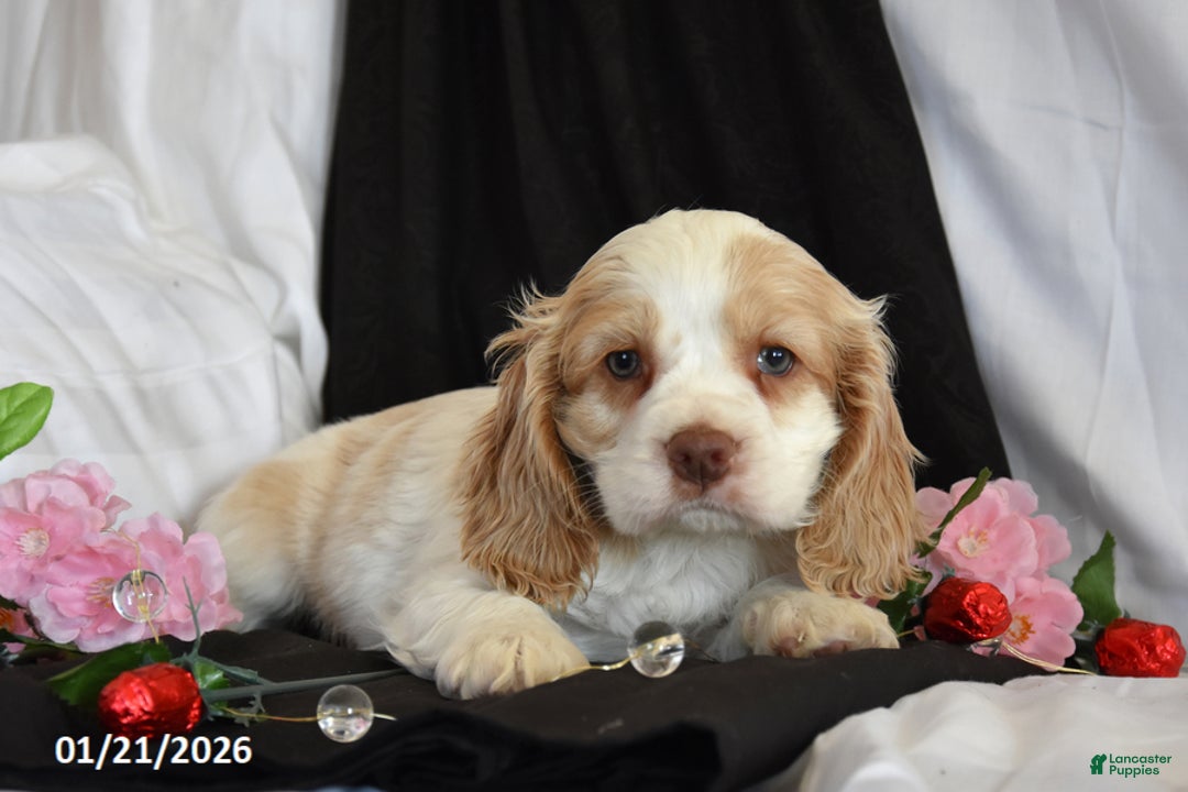 Cocker Spaniel dogs for sale: Valentine - Ad 1