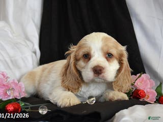 Cocker Spaniel dogs Valentine - Ad 6