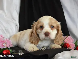 Cocker Spaniel dogs Valentine - Ad 33