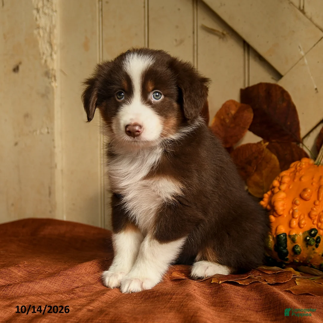 Australian Shepherd dogs for sale: Scarlett - Ad 1